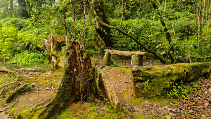 Serene Woodland Scene with Moss-Covered Log Bench and Tree Stump