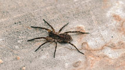 Solitary wolf spider lurking on a concrete surface ready to ambush prey