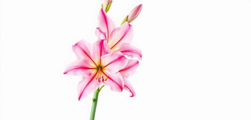 Delicate Pink Gladioli Watercolor Painting