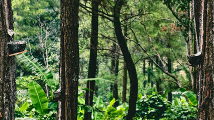 Tranquil Rubber Plantation Scene with Sap Collection, Nature's Harvest