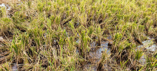 Tranquil post-harvest rice field displaying stubble and shallow water remnants