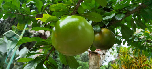 Tropical calabash tree with fruits, nature's bounty and botanical wonders