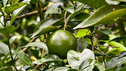 Unripe green citrus fruit growing amongst glossy leaves on a citrus tree