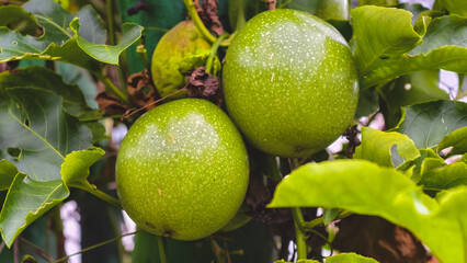 Unripe Passion Fruit Hanging on the Vine amongst Green Lush Leaves