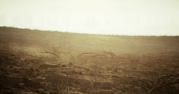 A desolate landscape with charred earth and remnants of vegetation under a hazy dusk sky. The remnants of a wildfire are visible, creating an eerie atmosphere.