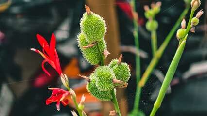 Vibrant canna lily display showcasing budding seed pods and flower bloom