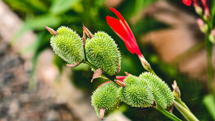 Vibrant canna lily pod contrasting smooth petal with bristly texture