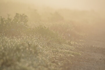 Soft light over morning grass and fog