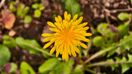 Vibrant dandelion portrait with an outdoor background on a sunny day