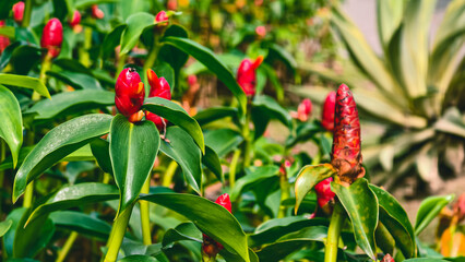 Vibrant ginger lily stalks present a lively display in their natural habitat