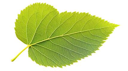 Fototapeta premium Realistic Linden Leaf with Heart Shape in Fine Detail