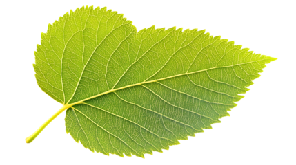 Realistic Linden Leaf with Heart Shape in Fine Detail