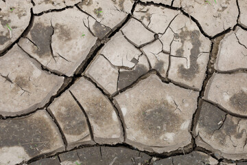 The surface of cracked dry earth with a small amount of moisture in the cracks. The soil texture and fracture lines formed due to drying are visible. Weak greenery sprouts here and there.