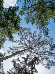 Bottom view of a trees in a forest