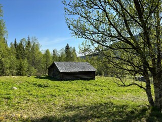 Rustic old wooden cabin nestled in a vibrant green meadow beneath a clear, bright blue sky in north Sweden.