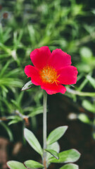 Vivid red moss rose basks in the sun amidst a lush verdant backdrop
