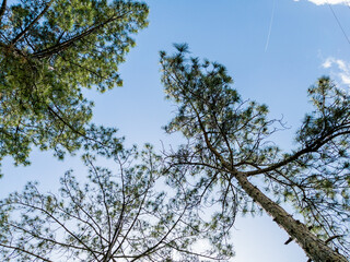 Bottom view of a trees in a forest