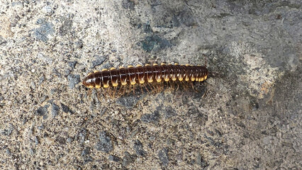 A millipede crawling on a rough concrete surface in a garden scenery
