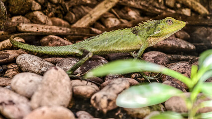 A vibrant green lizard sits amongst stones, showcasing its camouflage skills