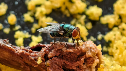 A vibrant greenbottle fly perched on discarded food scraps, conveying disease
