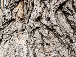 Dry tree bark texture as background