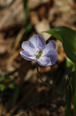 Spring flowers. Blooming trees. Spring floral background.