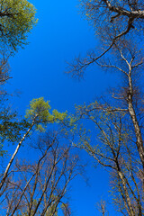 trees in the sky