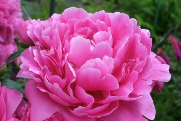 ピンクの芍薬