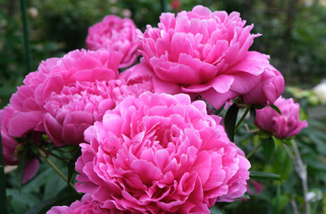 ピンクの芍薬