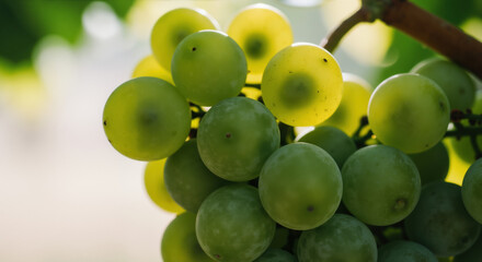 Close-up of green and yellow grapes on vine with natural blurred background. Fresh fruit for wine production, healthy eating campaigns and seasonal harvest promotions