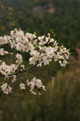 White apple flowers on a branch in spring. Blossoming fruit trees in the garden.
