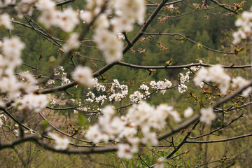 White apple flowers on a branch in spring. Blossoming fruit trees in the garden.