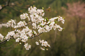 White apple flowers on a branch in spring. Blossoming fruit trees in the garden.