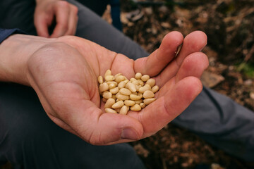 hand holding a small pile of pine nuts against a blurred background, focusing on their small size...