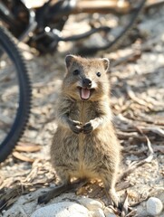 Fototapeta premium Smiling Quokka Standing on Hind Legs in Natural Habitat Rottnest Island Western Australia Eye Level Close Up Shot