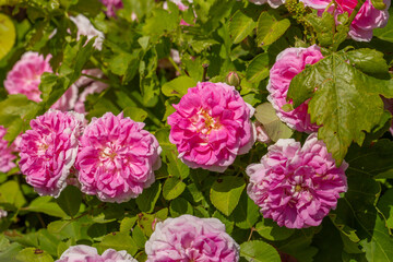 A cluster of vibrant pink roses with lush green foliage creates a stunning display of natural beauty and delicate petals.