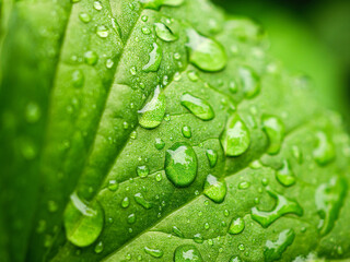 Beautiful large drop morning dew in nature, Drops of clean transparent water on leaves. Sun glare in drop. rainy season natural background