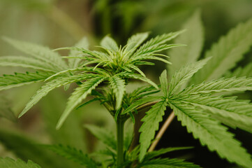 Young cannabis leaves and flower closeup. Early flowering stage. Medical cannabis growing concept. Horizontal background. Marijuana, weed, hemp, pot close-up