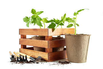 Tomato seedlings in peat pots in wooden box and garden tools. Isolated on white background.