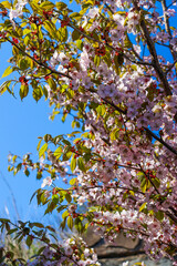 Spring flowers. Blooming trees. Spring floral background.