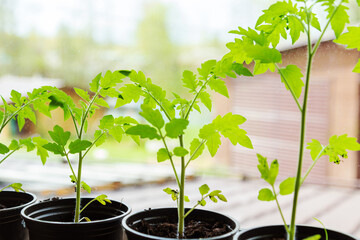 Tomato seedlings in pots on the windowsill.