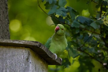 Rose ringed parakeet on a bird house