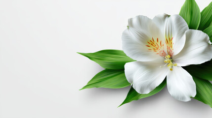 Obraz premium Elegant white alstroemeria flower with its vibrant yellow throat and delicate freckled pattern displayed amid lush green leaves against a clean white backdrop.