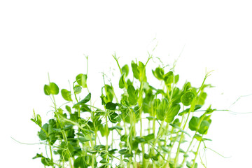 Pea microgreens isolated on white background. Healthy superfood.