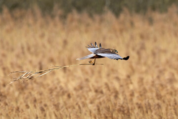 Western marsh harrier (Circus aeruginosus)