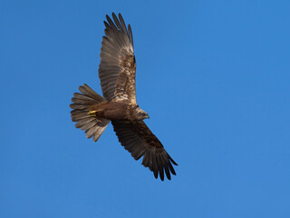 Western marsh harrier (Circus aeruginosus)