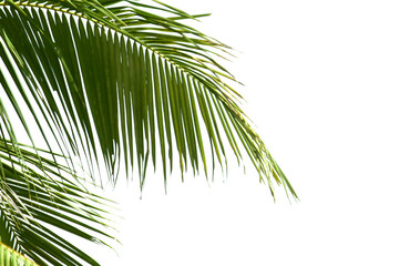 palm tree isolated on white