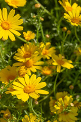 A vibrant field of yellow daisies blooming under the sun. This cheerful floral scene captures the warmth and brightness of spring and summer, perfect for uplifting home wall decor.