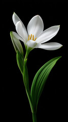 Fototapeta premium A pristine white rain lily elegantly blossoms against a stark black background, showcasing its delicate petals and vibrant green stem with graceful simplicity.