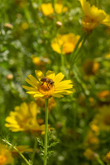 A honeybee collects pollen from a vibrant yellow daisy in spring sunshine. This macro shot captures the beauty of pollination—perfect for nature-themed art, prints, or educational use.